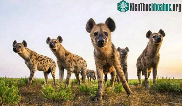 Dù không phải kẻ săn mồi mạnh mẽ nhất, nhưng rất ít loài khác dám tấn công linh cẩu đốm.