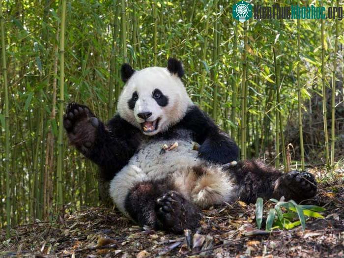 Gấu trúc khổng lồ ăn tre trong thời gian rảnh rỗi, trông rất lười biếng.