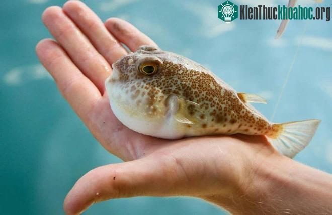 Cá nóc phồng người lên như thế nào và tại sao chúng lại làm vậy? ảnh 0
