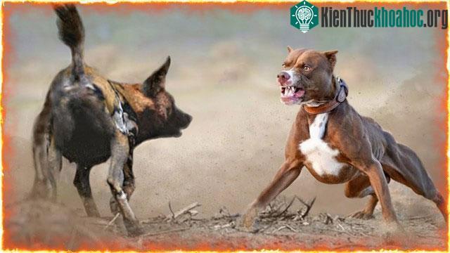 Chó pitbull từng được thả ở thảo nguyên châu Phi, nhưng chỉ được 5 ngày là chết.