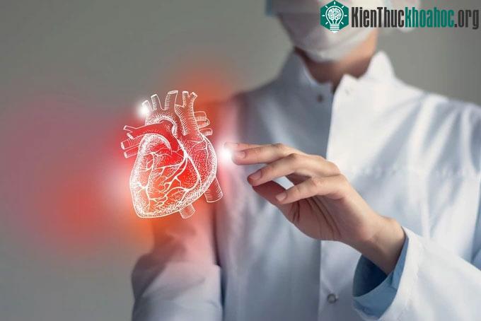 Các cơ tim không mệt mỏi như cơ xương.
