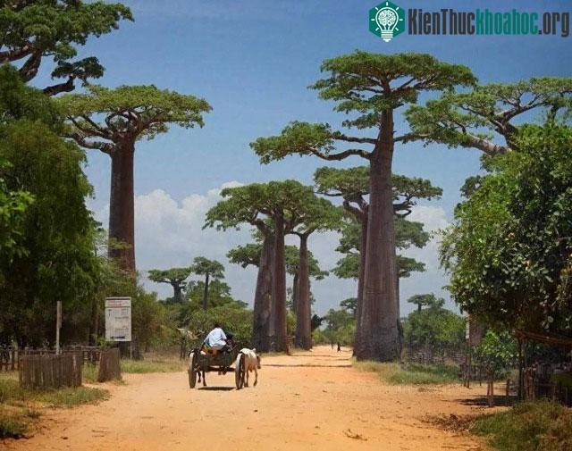 &nbsp;Cây bao báp mang giá trị văn hóa và tâm linh sâu sắc với người dân châu Phi.