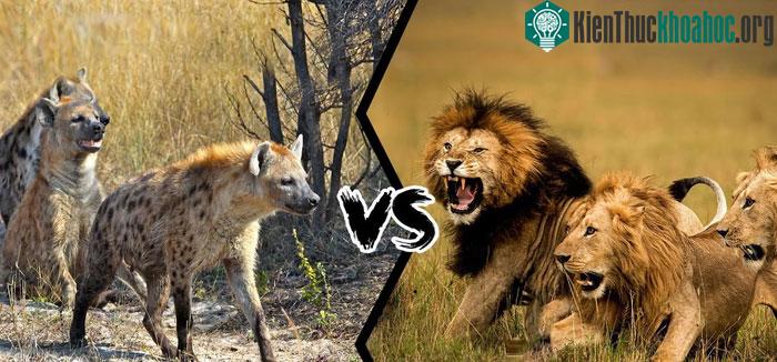 Linh cẩu là một họ riêng biệt trong bộ Carnivora (Bộ Ăn thịt).