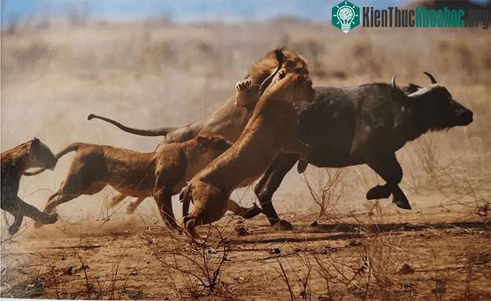 Trâu rừng châu Phi là đối tượng thường xuyên bị sư tử săn đuổi.&nbsp;