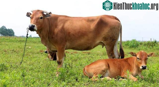 &nbsp;Bò được sử dụng rộng rãi trong việc cung cấp sức lao động, thực phẩm...