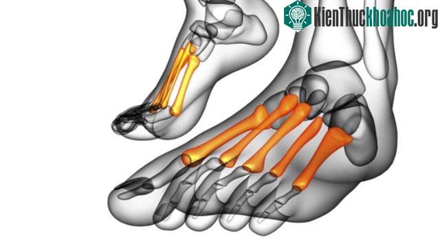Số lượng xương của con người là không "tĩnh", không cố định.