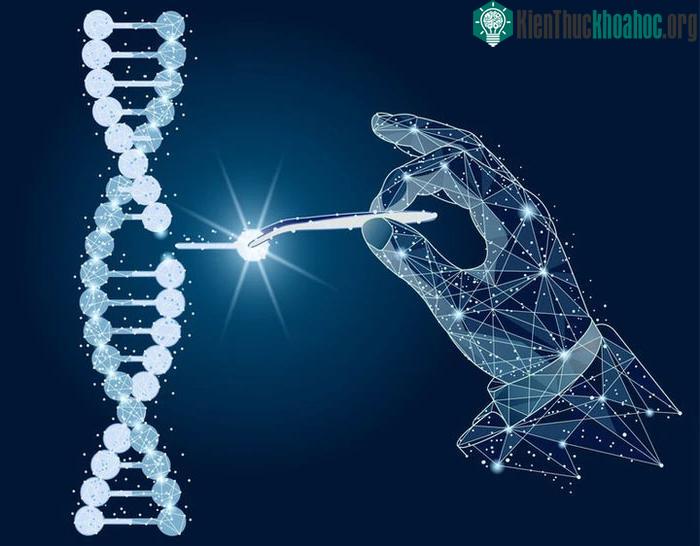 Mỗi nhiễm sắc thể được cấu thành từ protein và ADN.