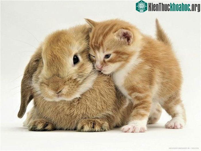 Vì sao năm Mão của Việt Nam là mèo, ở Trung Quốc, Hàn Quốc là thỏ? ảnh 1