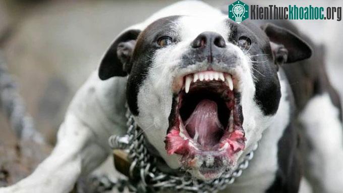 Pitbull là giống chó dữ, cần hết sức cảnh giác khi nuôi, cũng như khi gặp trên đường