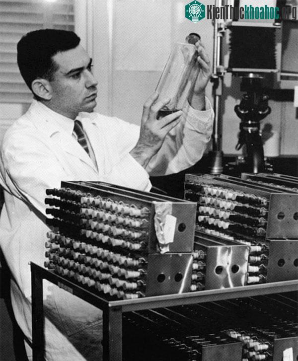 Ảnh chụp Leonard Hayflick công tác trong thập niên 1960.