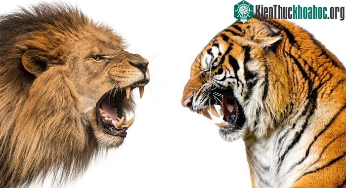Thói quen ăn uống của hổ đóng vai trò quan trọng trong việc duy trì cân bằng sinh thái.