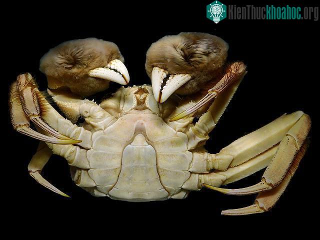 Hình mặt dưới của cua lông Trung Quốc.