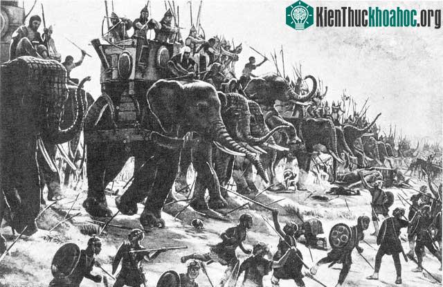 Các đội tượng binh được tuyển chọn từ những con voi rừng hung dữ của Ấn Độ
