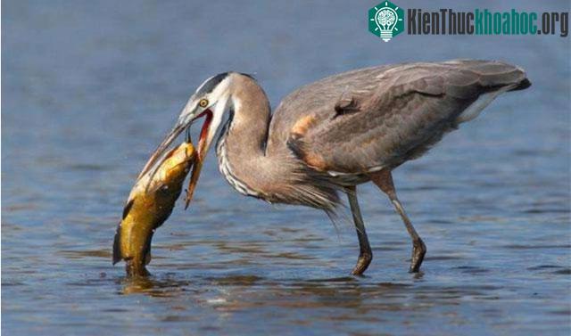 Bí mật của loài chim: Vì sao chúng có thể nuốt chửng con mồi to lớn mà không gặp bất kỳ thương tích nào? ảnh 1