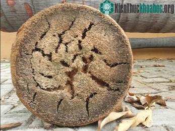 Cau không phải cây thân gỗ