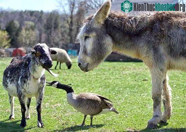 Thông thường, một con lừa sẽ đối đầu với những con sói và đuổi nó ra khỏi đồng cỏ.