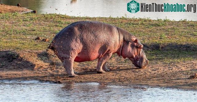 Vì sao phân hà mã lại khiến cho hàng nghìn con cá chết ngạt mỗi năm? ảnh 1