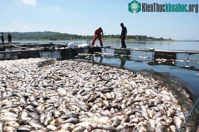 Những con cá da trơn chết trắng đồng.