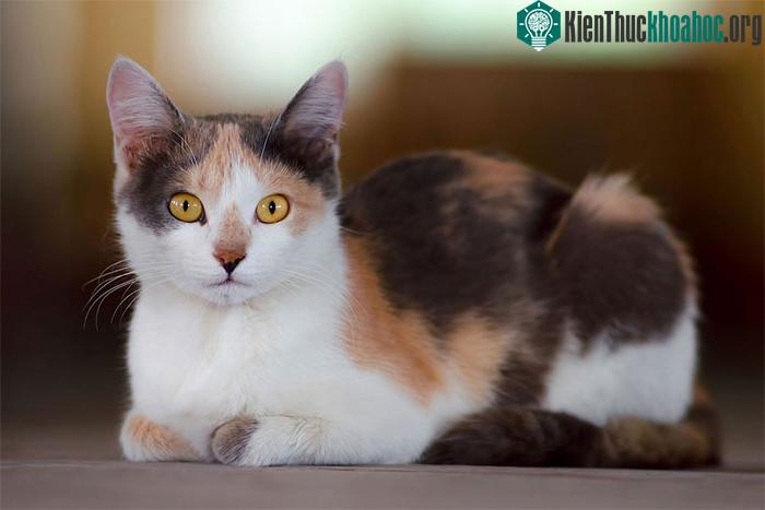 Vì sao mèo tam thể luôn là mèo cái? ảnh 1