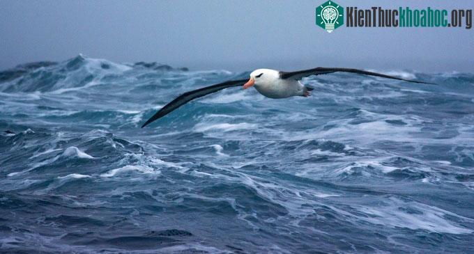 Loài chim Albatross lướt và bay trên bề mặt các vùng nước để tiết kiệm năng lượng