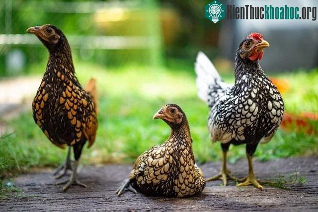 Gà vảy cá có bộ lông đặc biệt và thường được nhiều người tìm mua để làm quà biếu Tết.