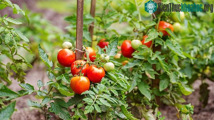 Việc trồng cà chua đang gặp khó khăn ở Mỹ.