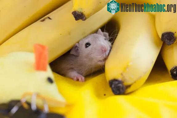 Mức độ giảm đau do căng thẳng gây ra cao hơn đáng kể ở chuột đực còn trinh.