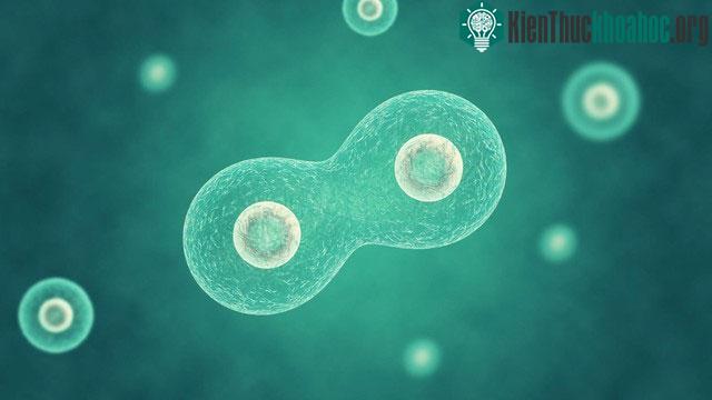 Telomere là phức hợp DNA và protein tồn tại ở phần cuối của nhiễm sắc thể