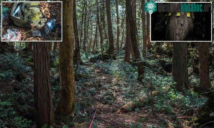 . Một phần của Aokigahara thì rất dày đặc cây cối, và lớp nham thạch xốp trong khu rừng