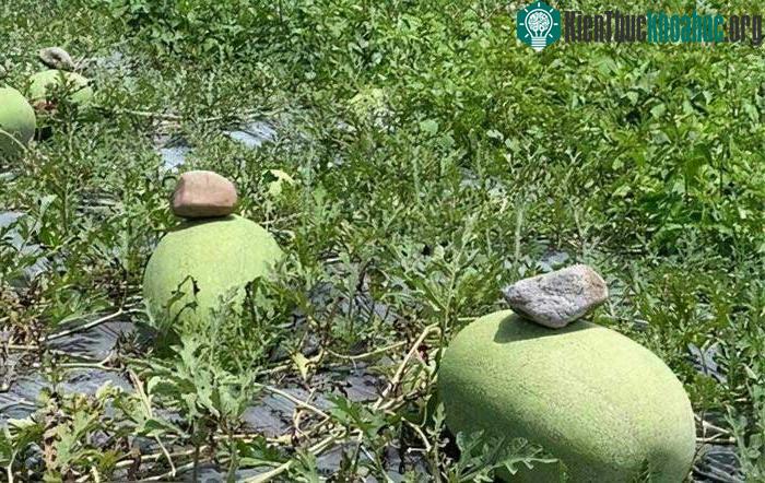 Đặt hòn đá lên là cách giúp nhận biết dưa chín