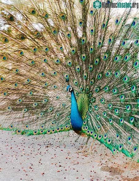 Theo bác sĩ thú y Don J. Harris, triệt sản không là giảm sức hút của công đực