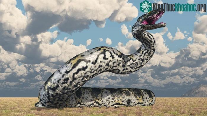 Rắn Titanoboa