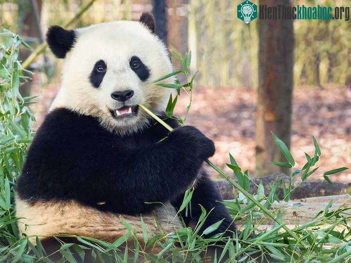 Hầu như chúng chỉ ăn tre và măng, mỗi ngày ăn hết khoảng 30kg.