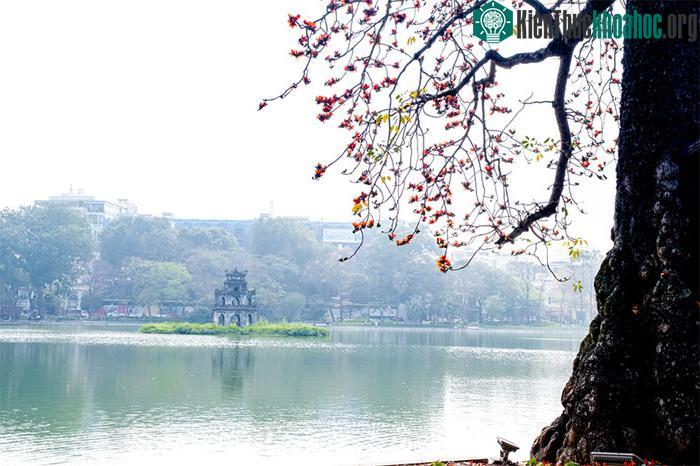 Cây hoa gạo bên Bờ Hồ.