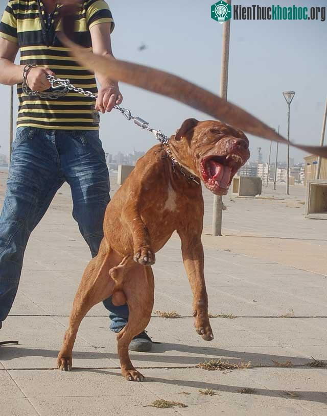 Liệu 20 con chó pitbull có thể sống sót trong một tuần nếu được đưa vào thảo nguyên châu Phi? ảnh 1