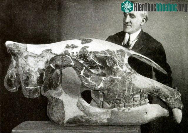 Động vật có vú trên cạn lớn nhất từng sống là Paraceratherium - Thực sự là nó lớn đến mức nào? ảnh 1