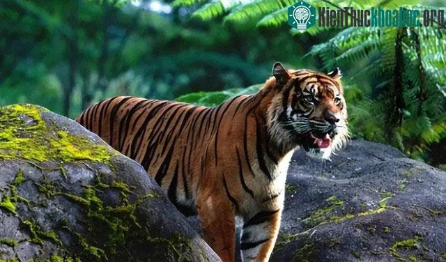 Đây là dự án nhằm mục đích khôi phục lại sự hoang dã của loài hổ Hoa Nam