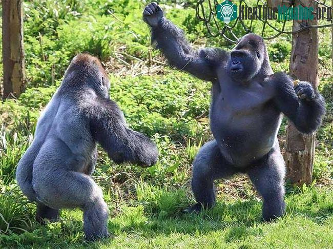 Khỉ đột là một trong những họ hàng gần nhất còn sống với con người.