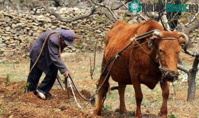 Nguyên nhân thực sự khiến bò chảy nước mắt là do bệnh tật.