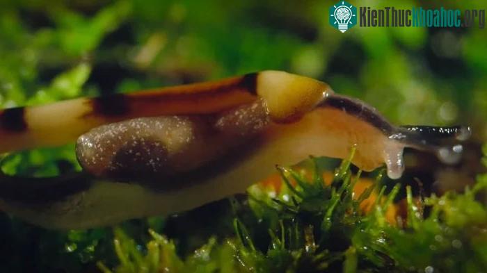 Giun đầu búa sẽ xuất hiện sau khi trời tối để săn giun đất, ốc sên, sên, cuốn chiếu...