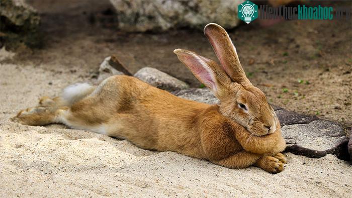 Đối với những người thích chế độ ăn ít chất béo, thịt thỏ có thể là một lựa chọn tốt.