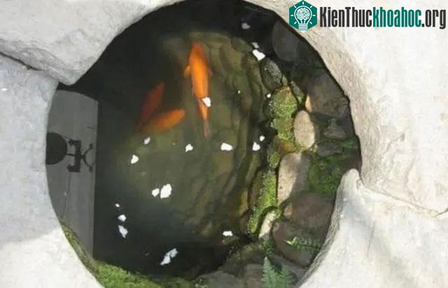 Thả cá hoặc rùa xuống giếng mới đào giúp người xưa kiểm tra chất lượng nước