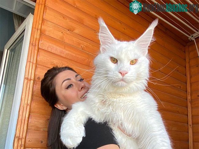 Tại sao mèo Maine Coon rất đẹp, nhưng lại có ít người nuôi? ảnh 2