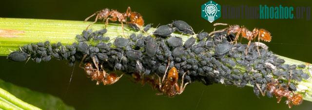 Một số loài kiến "nuôi" rệp, không phải để ăn thịt mà để khai thác chất ngọt do rệp tiết ra.