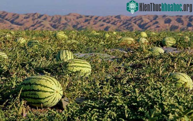 Loại cây này thích hợp trồng ở sa mạc.