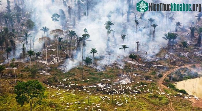 Vì sao ngành điện gió đang dần bị tẩy chay tại nhiều quốc gia trên thế giới? ảnh 2