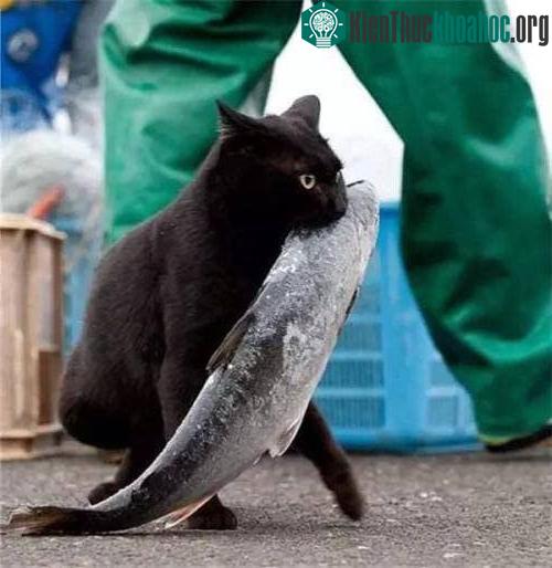 Khi ăn cá, mèo dùng lưỡi để lọc xương cá và moi thịt cá ra và ăn vào bụng.&nbsp;
