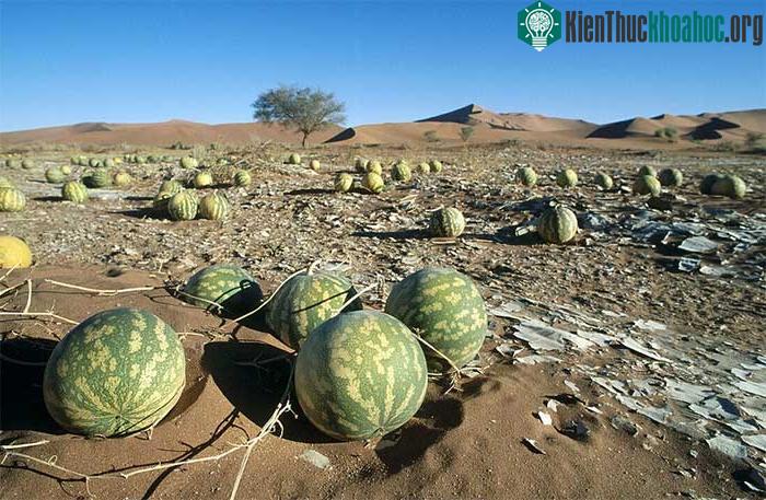 Dưa Kalahari, còn được gọi là "Tsamma", thuộc họ Cucurbitacea.
