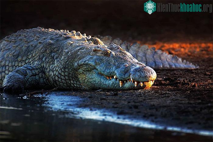 Số lượng cá sấu sông Nile sụt giảm đáng kể