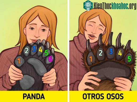 Trong tự nhiên rất hiếm khi tìm thấy động vật có hơn 5 ngón tay.&nbsp;